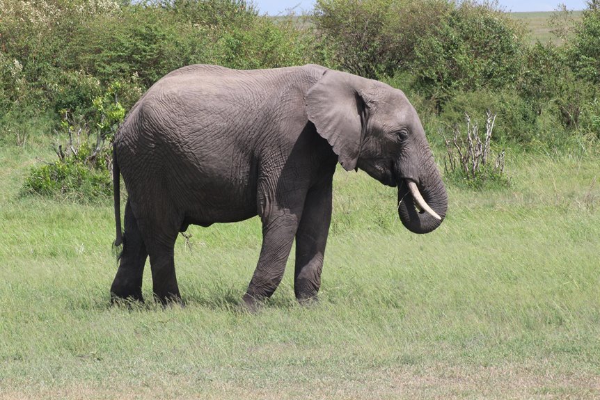 global ecosystem conservation initiative